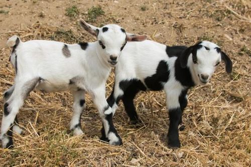 Đi kiện hàng xóm để đòi xét nghiệm ADN tìm dê bố cho đàn dê con nhà mình