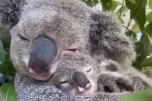 Tình cảm như gấu koala: Video gấu koala mẹ ôm con khiến trái tim sắt đá nhất cũng tan chảy