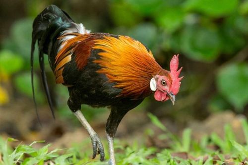 Gà nuôi ngày nay được thuần hóa từ gà lôi đỏ ở Đông Nam Á