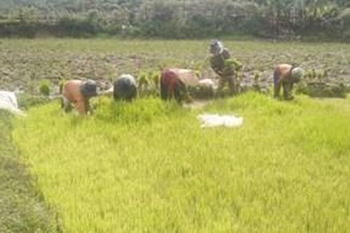 Phụ nữ Xê Đăng vần công xây dựng quỹ tiết kiệm