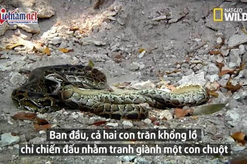Bị giành mất con mồi, trăn Mốc nuốt chửng cả đồng loại