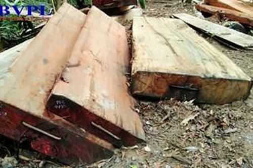 Vụ phá rừng quy mô lớn ở Đắk Lắk: Phê chuẩn khởi tố, lệnh tạm giam 2 đối tượng chủ mưu