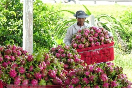 Giá thanh long tăng mạnh trở lại