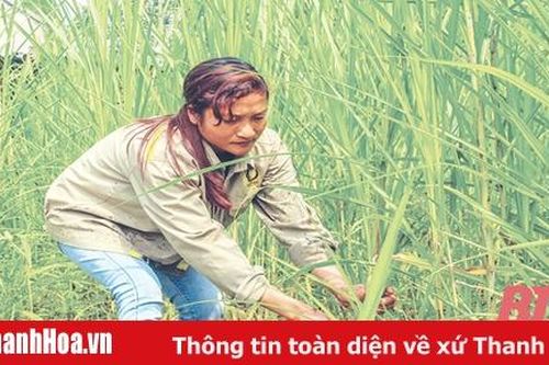 Phát triển sản xuất thức ăn chăn nuôi