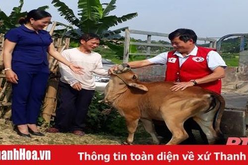 Hiệu quả dự án ngân hàng bò tại huyện Như Xuân