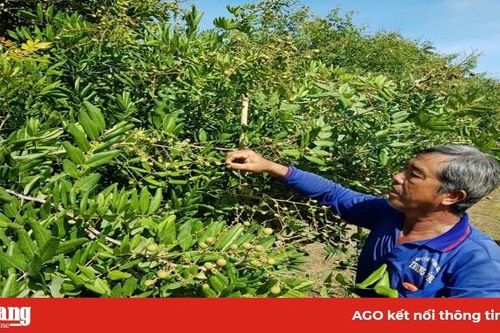 An Giang hướng đến phát triển nông nghiệp bền vững