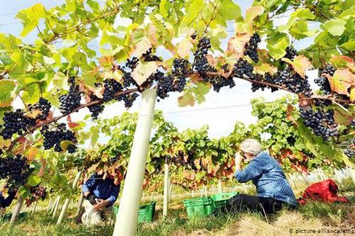 Cây trồng của châu Âu trong tương lai