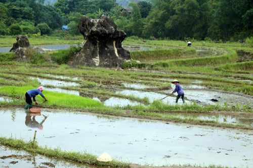 Nông dân khẩn trương sản xuất vụ lúa mùa