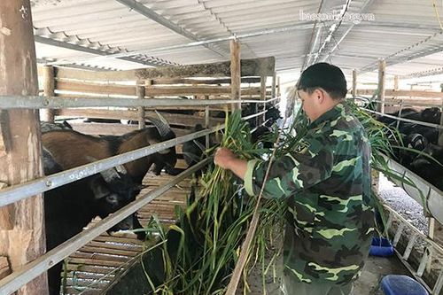 Nuôi dê hàng hóa ở bản Lót