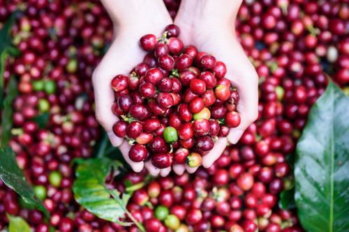 Cà phê Việt Nam có dư địa tăng xuất khẩu sang thị trường Bắc Phi