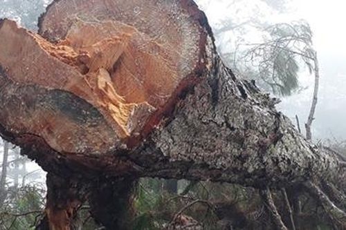 Từ phản ánh của Báo CAND, khởi tố vụ án phá rừng ở Langbiang