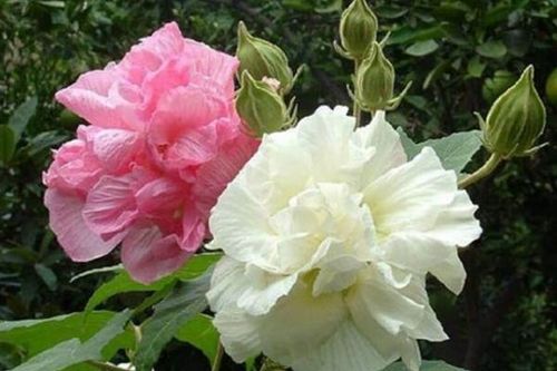 Thảo dược trị viêm dạ dày