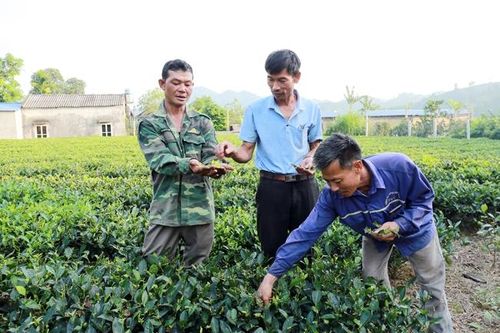 Tin đại lý vật tư nông nghiệp, nông dân thiệt hại nặng