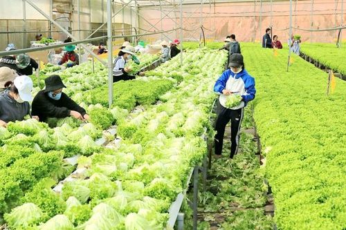 Tín hiệu mừng cho rau, hoa Đà Lạt