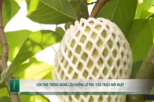 Thu chục triệu mỗi tháng nhờ trồng na