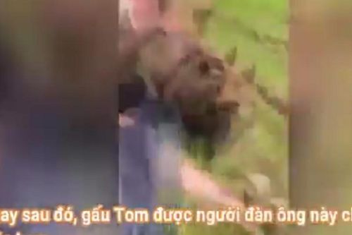 Chú gấu nhỏ đuổi theo người đàn ông để đòi ăn... kem