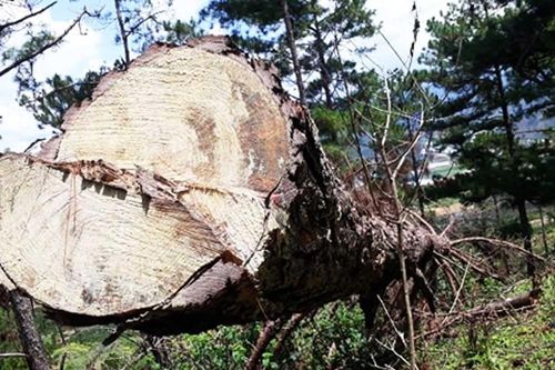 Truy tìm thủ phạm phá rừng khu dự trữ sinh quyển thế giới Lang Biang
