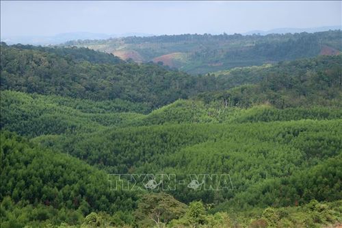 Trồng cây ngắn ngày thay thế rừng phòng hộ, đặc dụng liệu có hiệu quả?