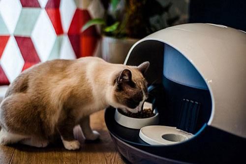 Cảnh báo nguy cơ từ việc cho thú nuôi ăn thịt sống