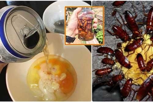 Tuyệt chiêu diệt tận gốc tổ gián 'không tốn một xu' mua thuốc, mẹ chồng cũng phải thán phục
