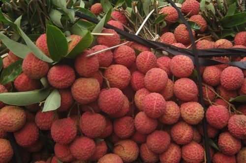 AEON hỗ trợ tiêu thụ vải thiều Việt vào 250 siêu thị tại Nhật Bản