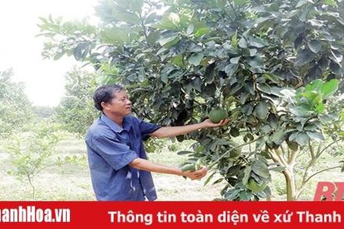 Bổ sung nhanh đàn giống để vực dậy hoạt động chăn nuôi lợn