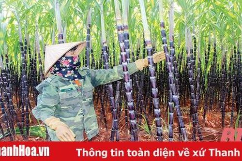 Huyện Thạch Thành phát triển kinh tế nông, lâm nghiệp