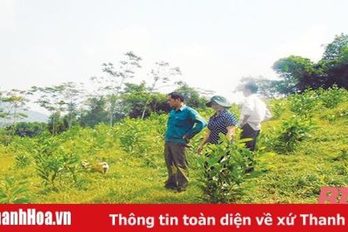 Huyện Ngọc Lặc phát triển rừng sản xuất gắn với bảo vệ rừng