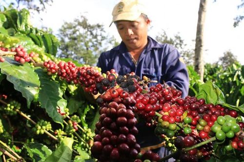 Giá cà phê, hồ tiêu hôm nay 28/6: Ghi nhận phiên giảm giá