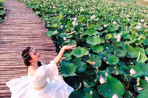 Đầm sen nở rộ dưới chân núi Ngọa Long