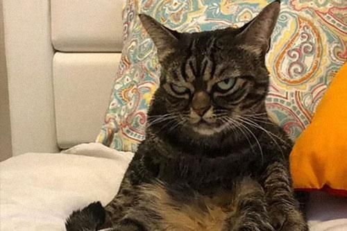 Gặp Kitzia, chú mèo cau có nổi tiếng nhất cộng đồng mạng