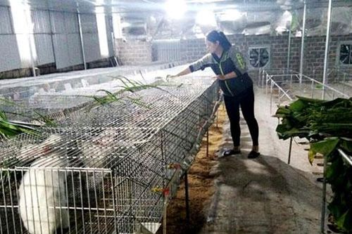 Hòa Bình: Làm giàu từ mô hình nuôi thỏ trắng New Zealand