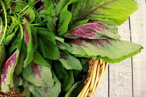 So sánh sự biến đổi hàm lượng của một số loại thuốc bảo vệ thực vật trên rau dền (amaranthus) giữa canh tác truyền thống và canh tác trong nhà lưới