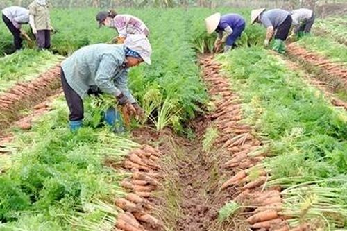 Công bố Văn bằng bảo hộ cho sản phẩm cà rốt Gia Bình