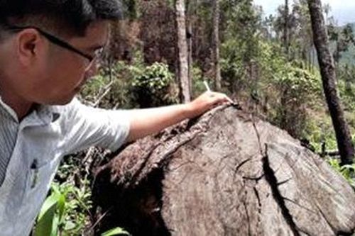Nhiều dự án khiến rừng bị mất, đất bị chiếm