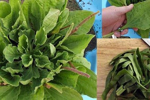 Bài thuốc cai thuốc lá nổi tiếng được chế biến dễ dàng từ loại cây có sẵn không ngờ, ít ai để ý