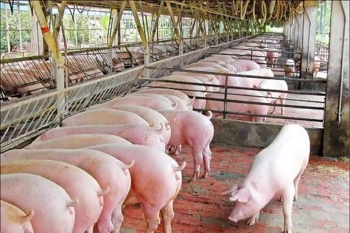Giá lợn hơi hôm nay 29/6: Lợn Thái Lan về 'nhỏ giọt', giá trong nước tăng mạnh