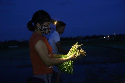 Nông dân Thủ đô chong đèn cấy lúa