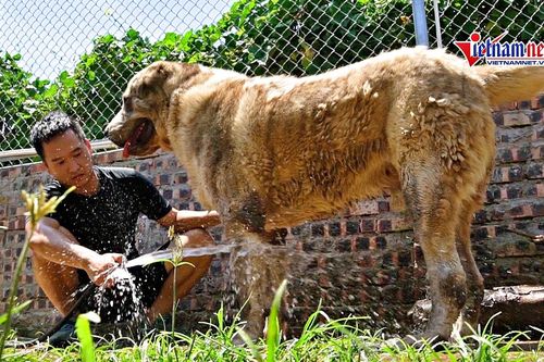 Đủ cách giải nhiệt chó cưng nặng 100kg, giá trăm triệu đồng/ con