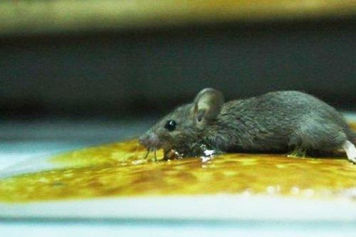 Mẹo làm sạch keo dính chuột cực hiệu quả trên mọi bề mặt