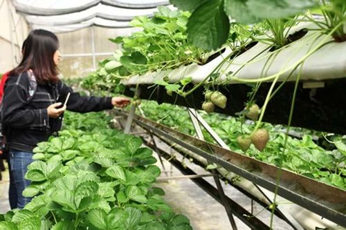 Loại dâu hiếm nhất thế giới trồng thành công tại Đà Lạt