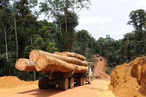 Châu Phi, khu vực cung cấp nguyên liệu gỗ quan trọng cho Việt Nam