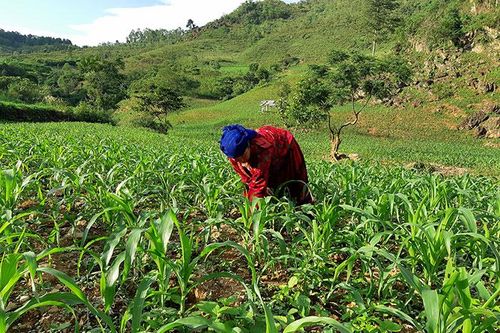 Tập trung sản xuất cây trồng vụ mùa