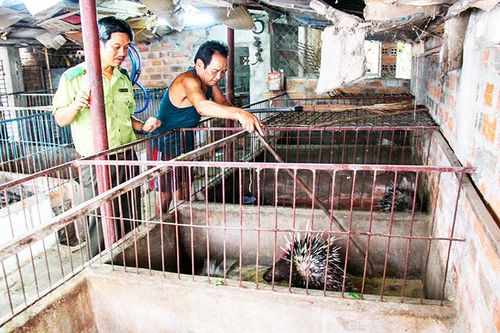 Thoái trào nghề nuôi động vật rừng thông thường