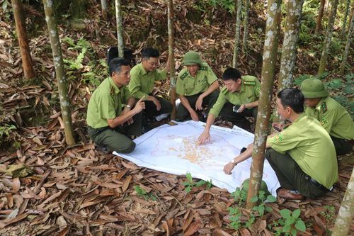 Bảo Yên: Thí điểm trồng 28 ha rừng gỗ lớn xen cây quế