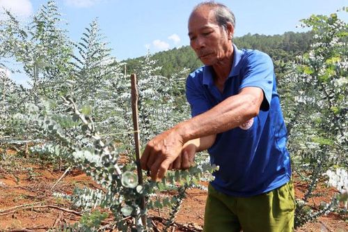 Thận trọng với những giống cây trồng lạ