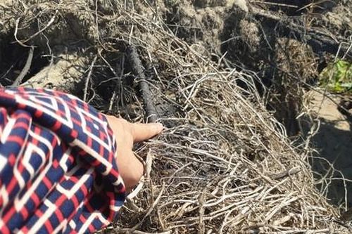 Hà Tĩnh: Biển 'nuốt' rừng phòng hộ, người dân bất an