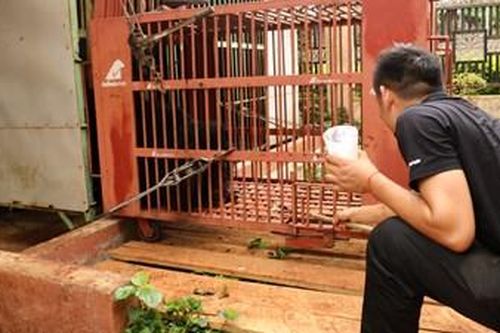 Chuyển giao cá thể gấu ngựa được nuôi nhốt cuối cùng tại Gia Lai