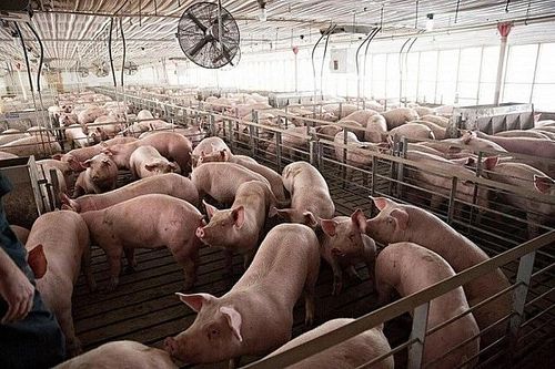 Giá heo hơi hôm nay 30/6: Miền Bắc tăng cao, có nơi đạt đỉnh 92.000 đồng/kg