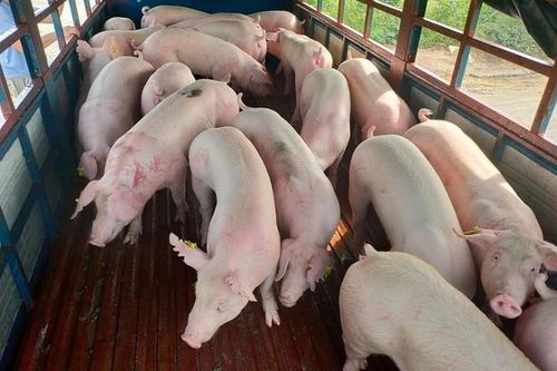 Hàng nghìn con lợn Thái Lan về Việt Nam, giá trong nước vẫn cao